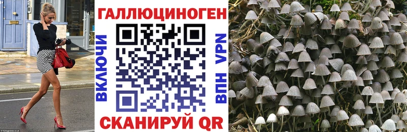 Купить где  Руза  Псилоцибиновые грибы Psilocybine cubensis 